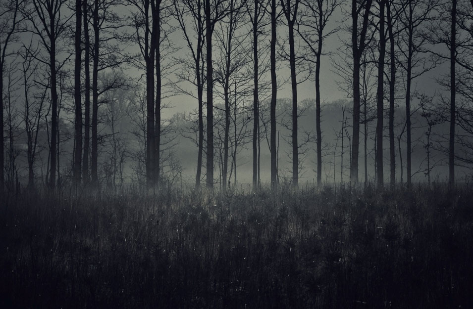 Mist gathers as darkness falls in a Danish forest, photo by Niels-Jacob Dandanell.