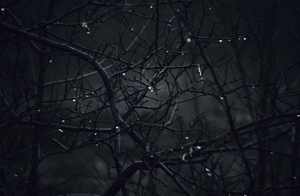 Dew drops on branches in a dark Danish forest, photo by Niels-Jacob Dandanell.