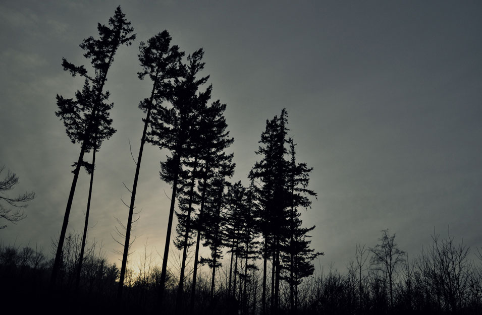 The sun sets behind spruce trees in a Danish forest, photo by Niels-Jacob Dandanell.