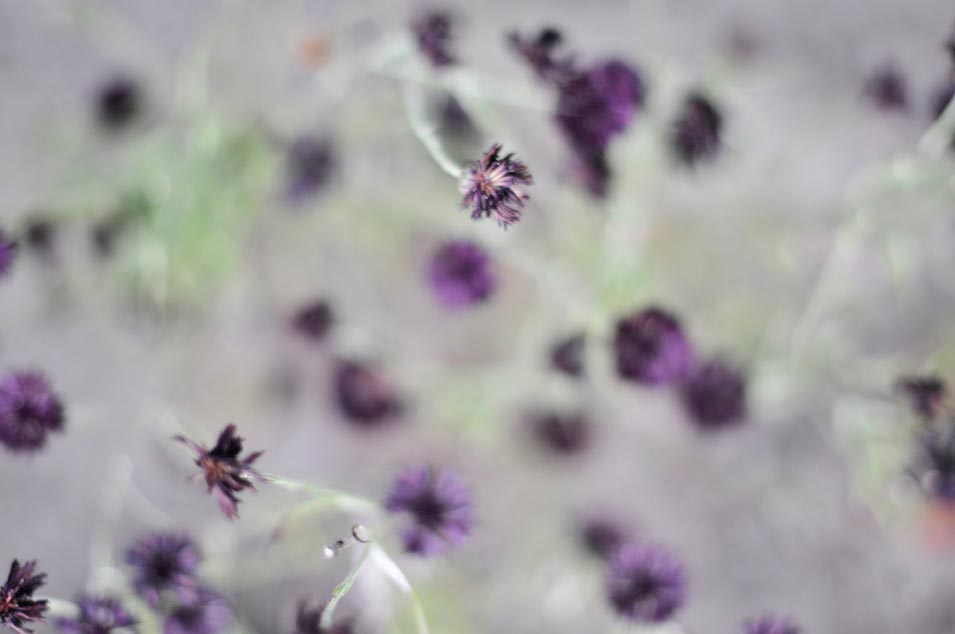 Purple flowers from above, photo by Niels-Jacob Dandanell.