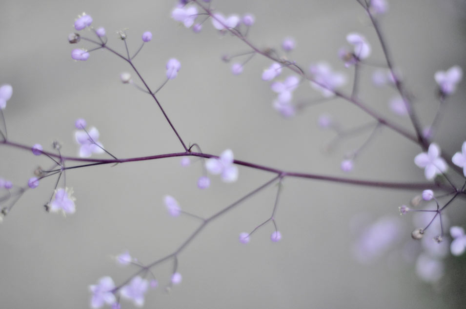 Purple flowers on branch, photo by Niels-Jacob Dandanell.