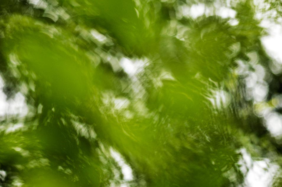 Fine art photography of diffuse green foliage, photo by Niels-Jacob Dandanell.