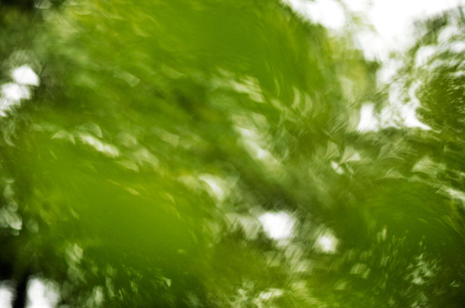 Fine art photography of diffuse green foliage, photo by Niels-Jacob Dandanell.
