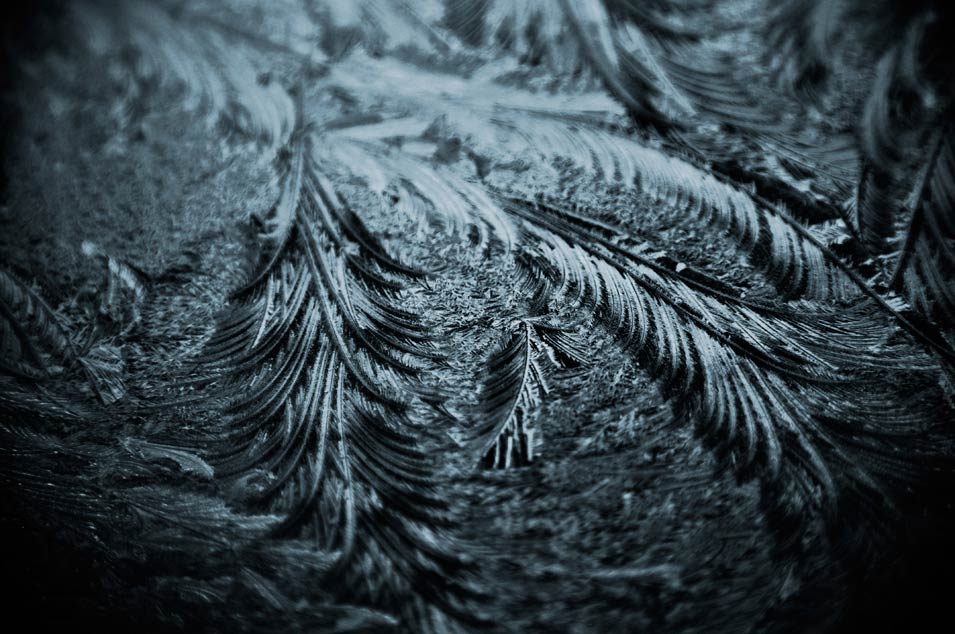 Feathery ice crystals on glass, photo by Niels-Jacob Dandanell.