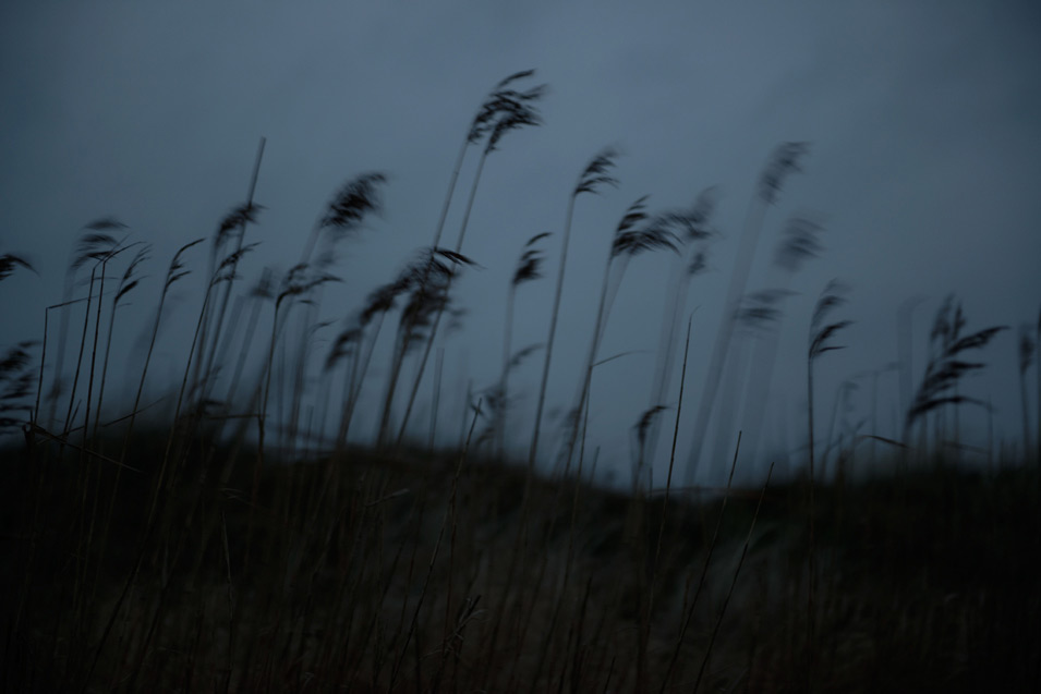 Reeds swaying in the wind on the West Zealand coast, photo by Niels-Jacob Dandanell.
