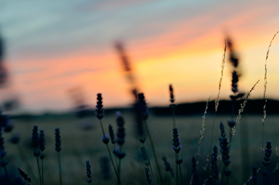 Lavenders swaying in the wind at sunset, photo by Niels-Jacob Dandanell.