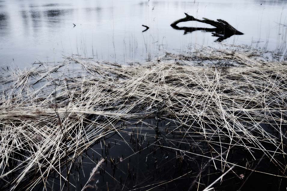 Cut-down reeds on the edge of the lake, photo by Niels-Jacob Dandanell.