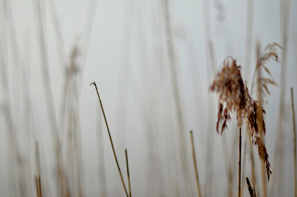 Reeds on a grey, misty morning, photo by Niels-Jacob Dandanell.