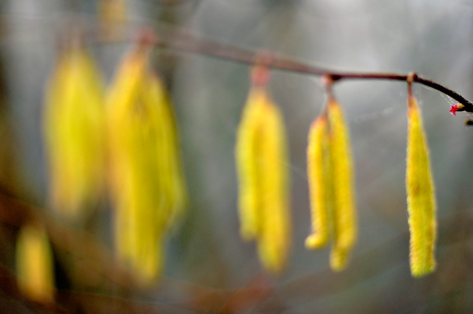 Bright yellow hazel catkins in spring, photo by Niels-Jacob Dandanell.