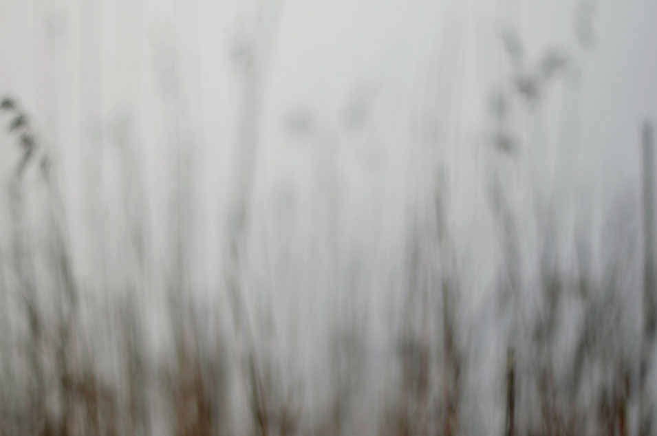 Out-of-focus reeds by the lake, photo by Niels-Jacob Dandanell.