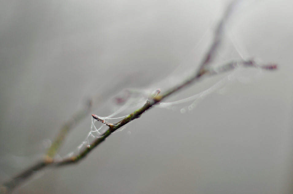 Spider web and dew drops on tree branch, photo by Niels-Jacob Dandanell.