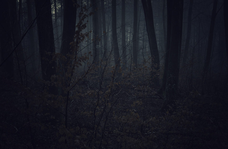 Darkness falls among the trees in a Danish forest, photo by Niels-Jacob Dandanell.